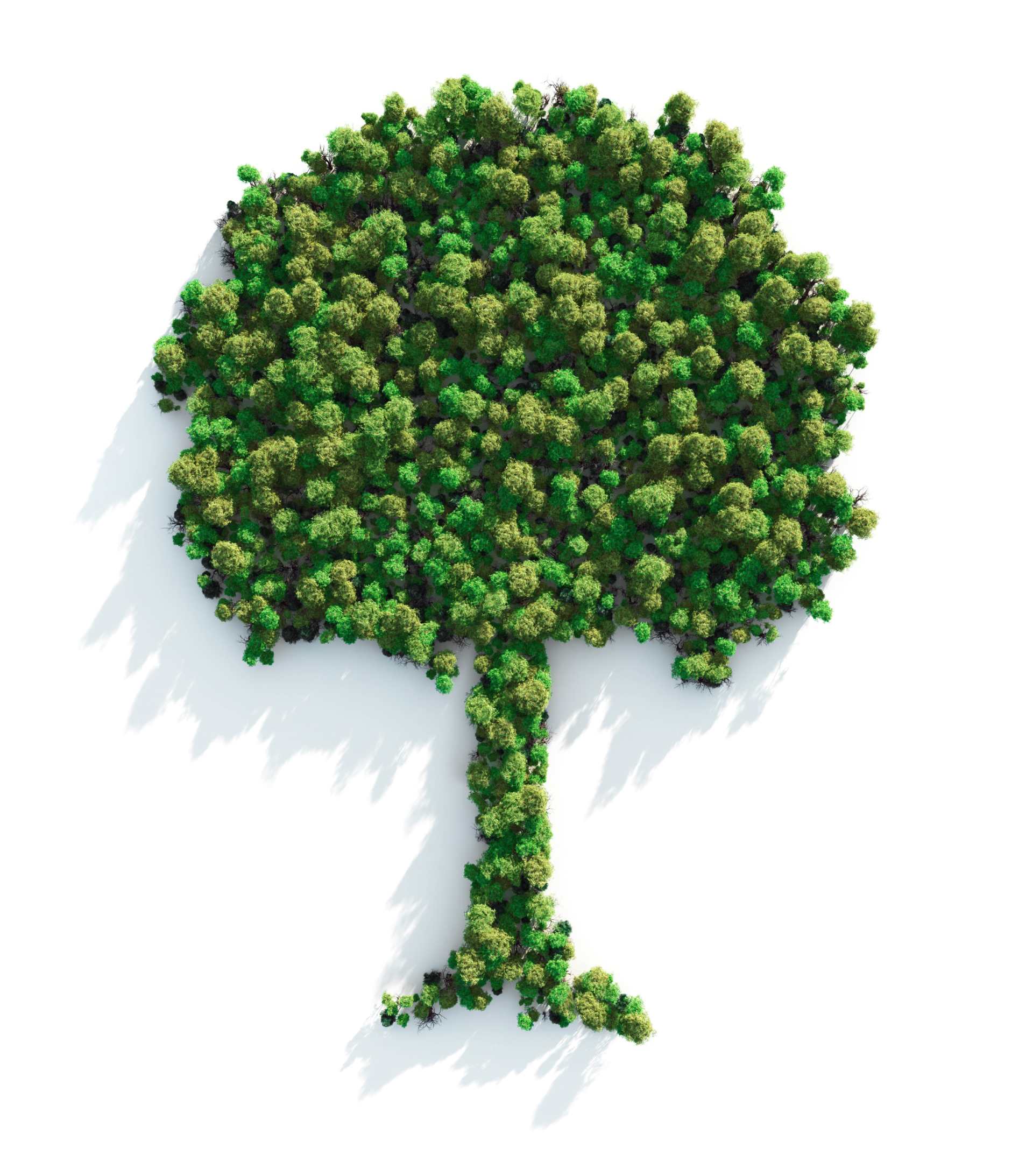 simbolo albero