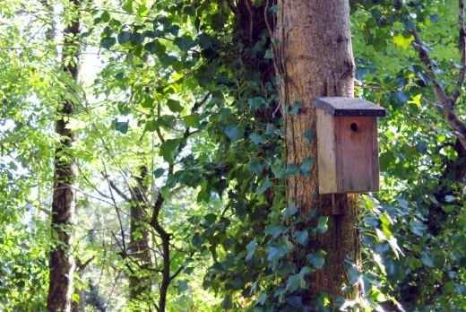 Bird box