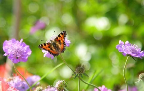 Butterfly on a flower