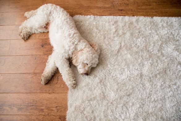 Dog on a rug