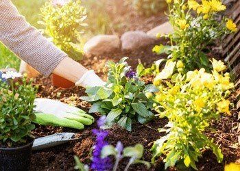 Planting various shrubs