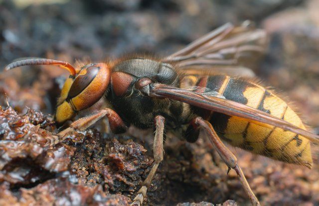 Hornet