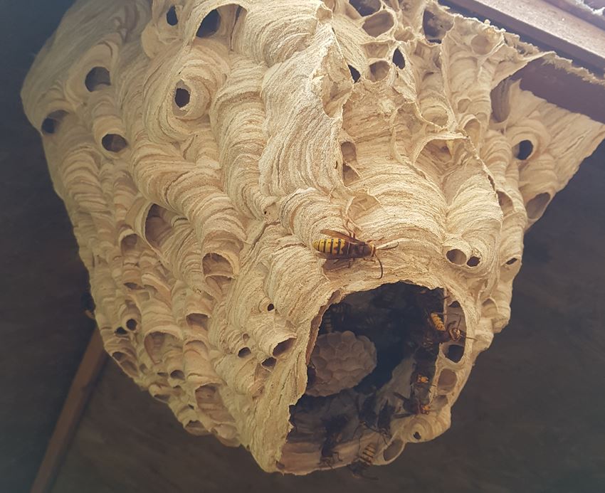 Wasp nest