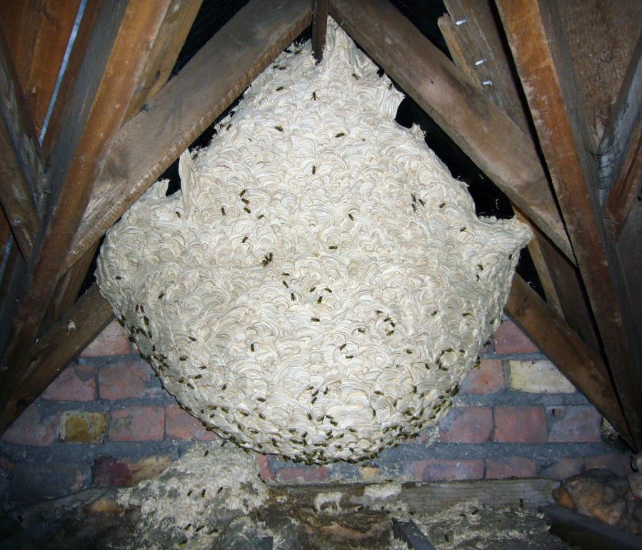 Wasp, bee and hornet control by Mr Wasp
