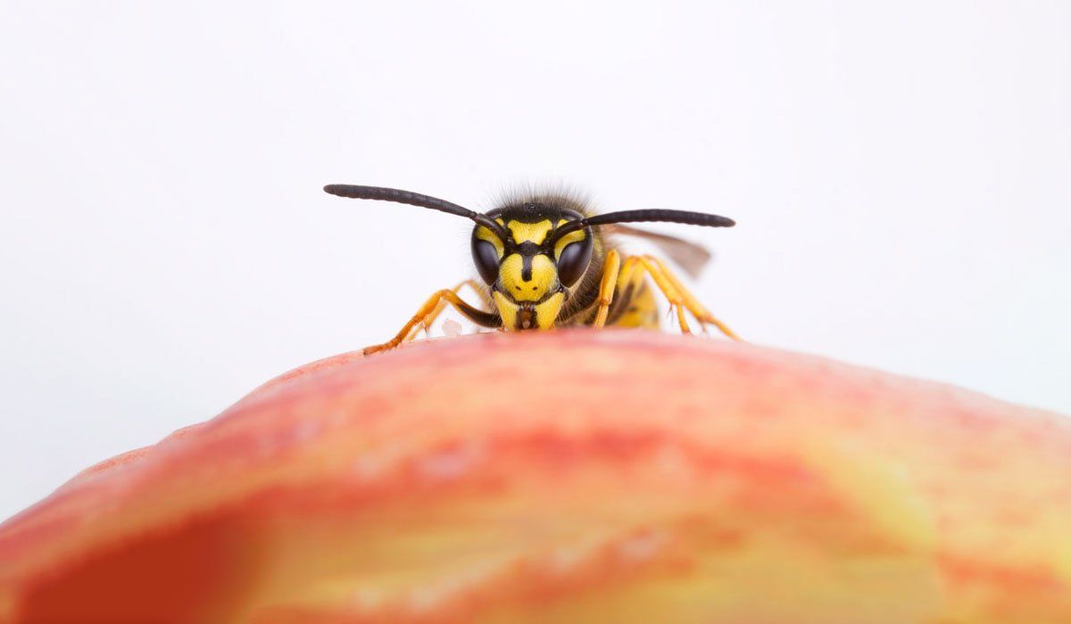 Wasp, bee and hornet control by Mr Wasp