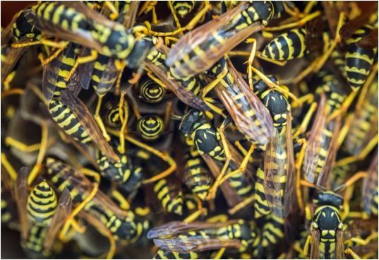 Wasps