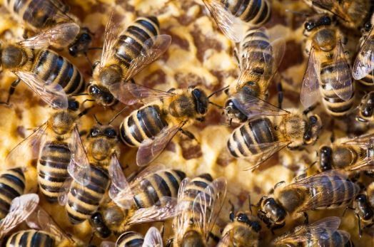 Worker Bees