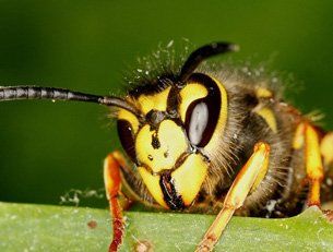 Wasp