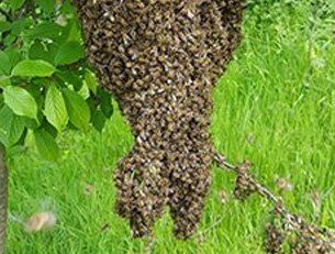 Oversized wasp nest