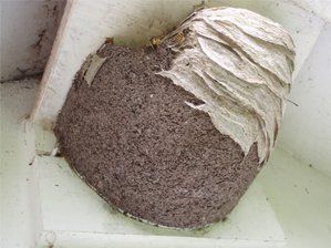 Wasp squatters