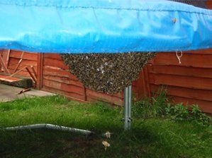 Bouncing bees