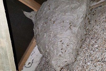 Oversized bees nest in Cwmbran
