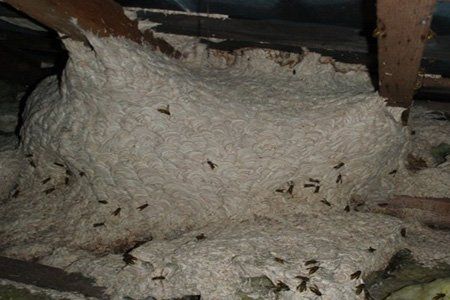 Cwmbran wasp nest removal in roof