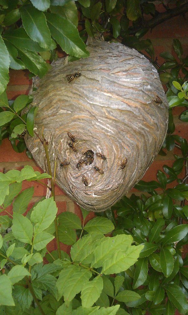 Wasp nest in bush