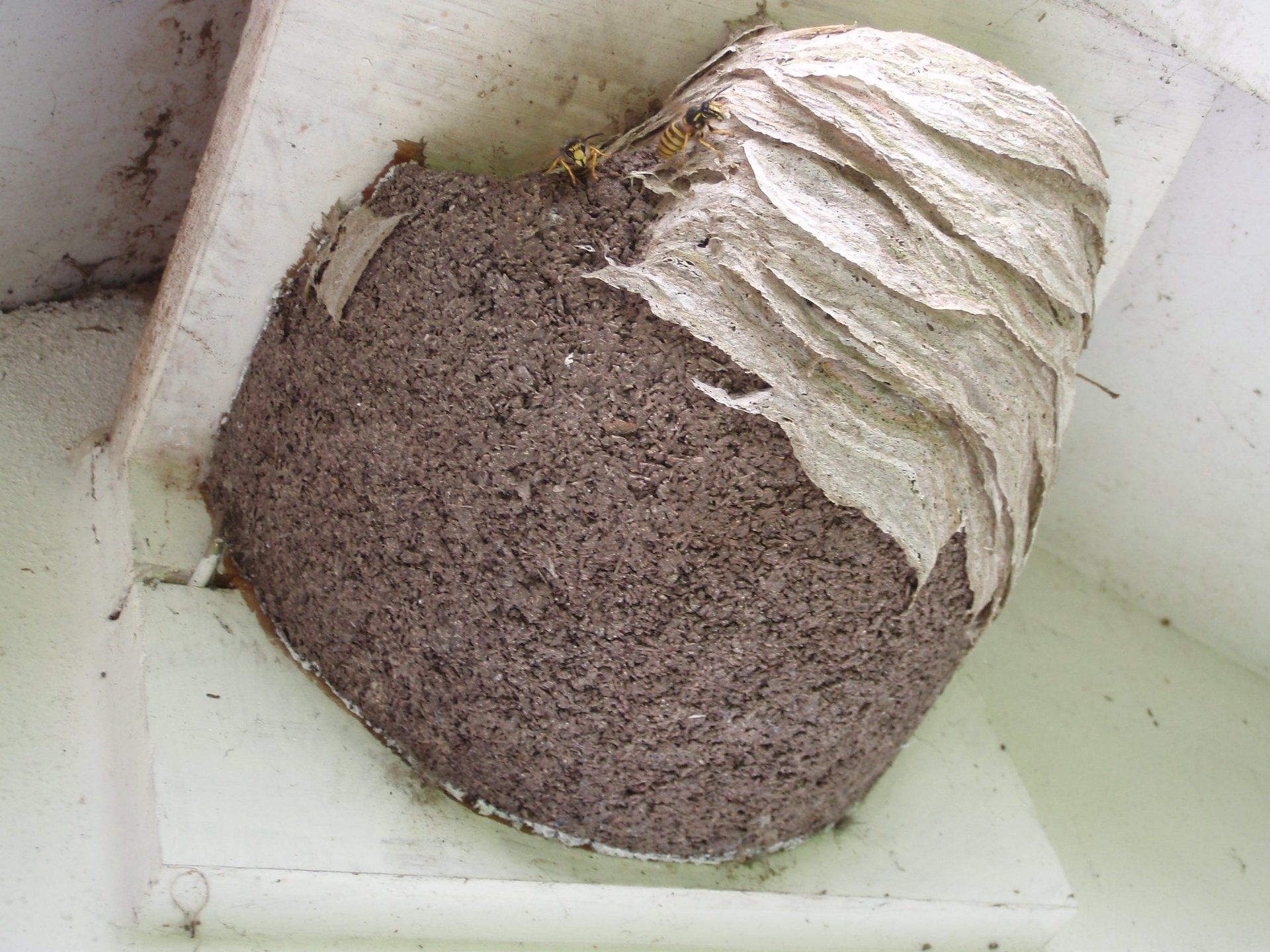 Wasp nest inside swallows nest