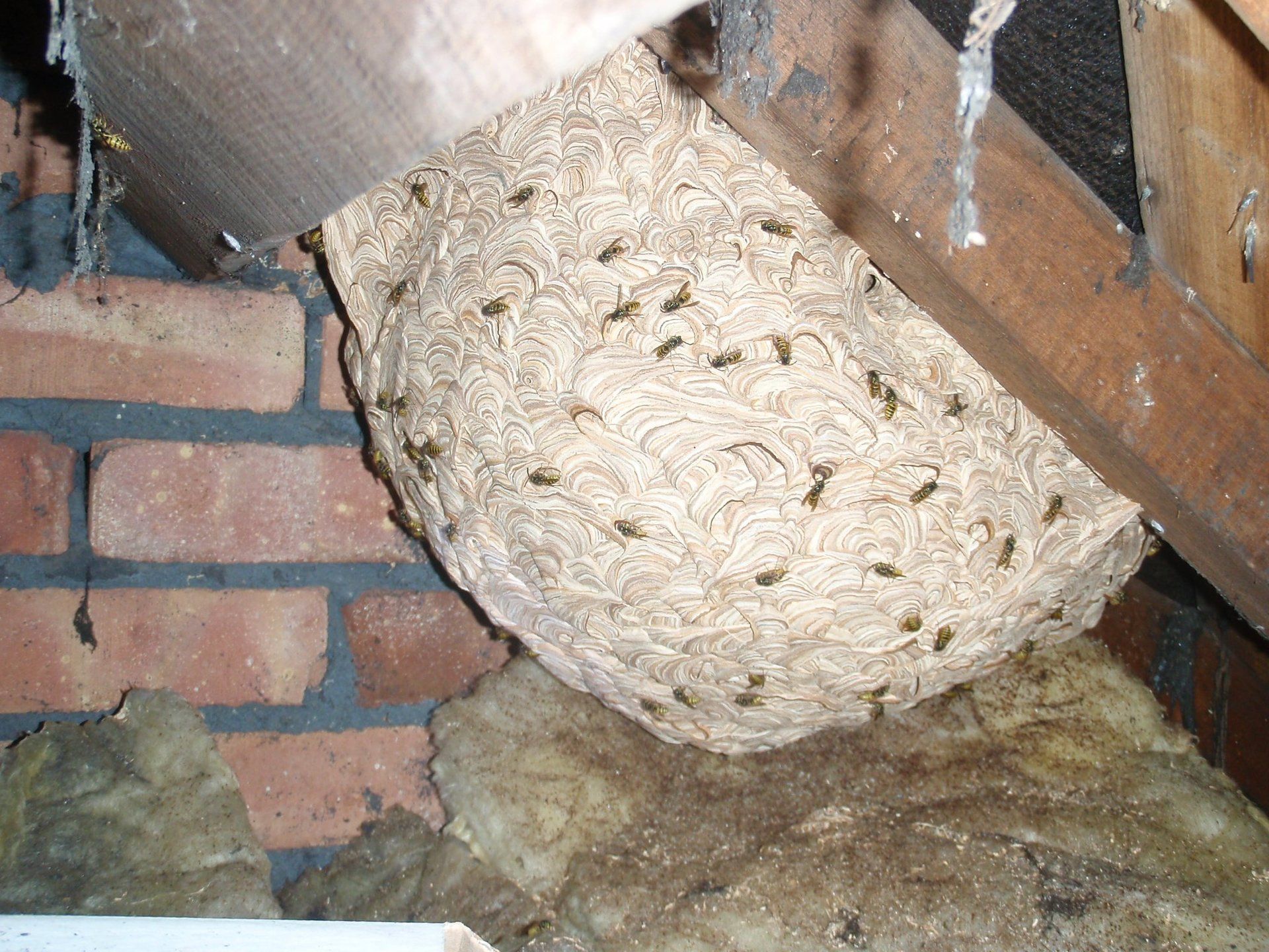 Huge wasp nest in loft