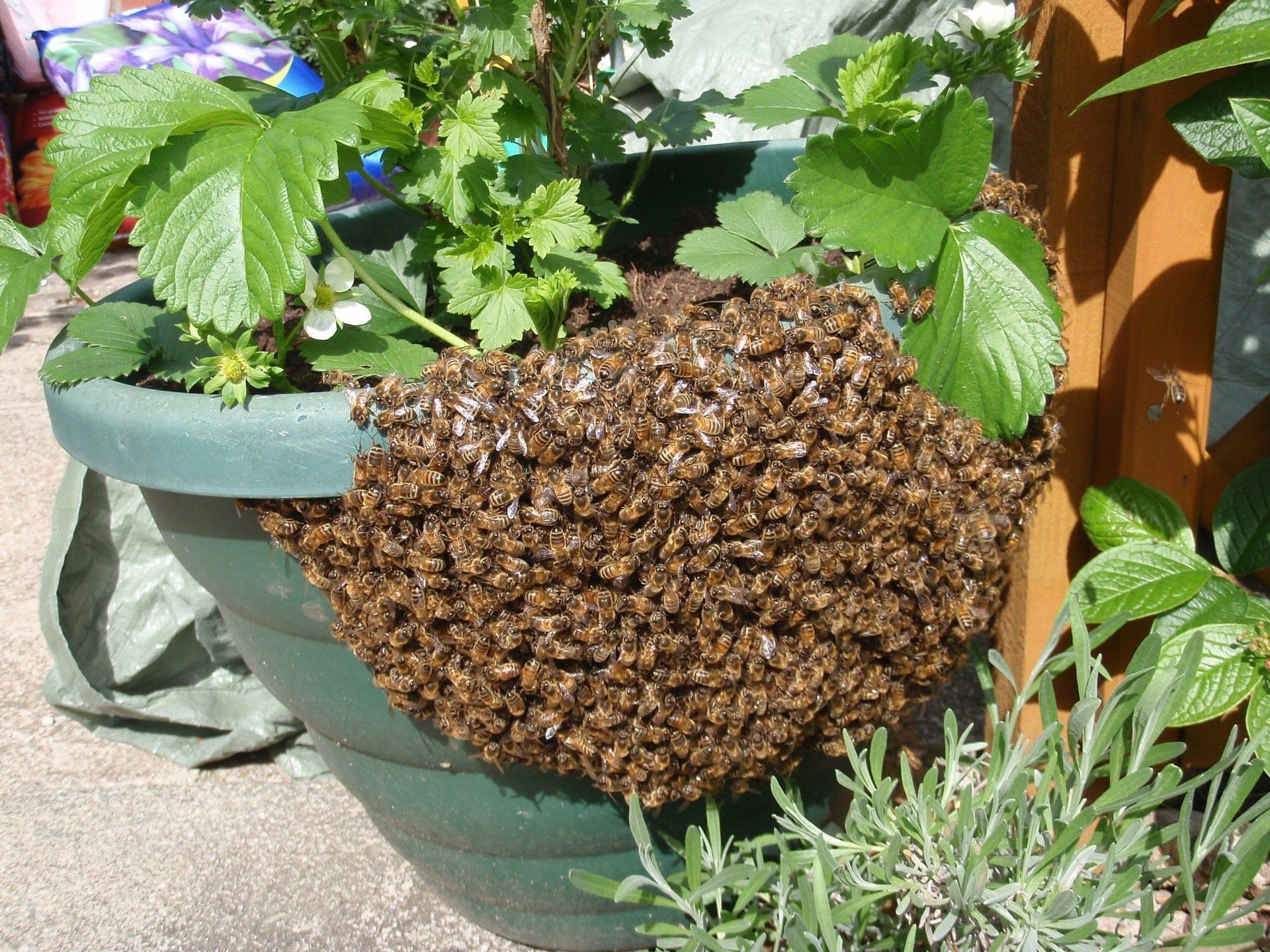 Small honeybee swarm