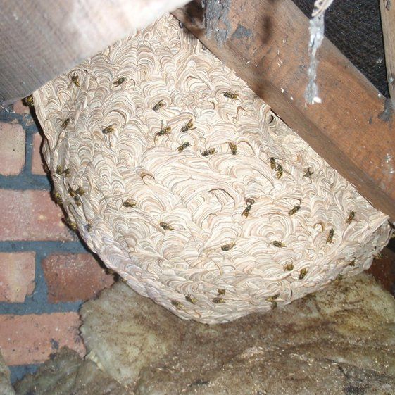 Nest or swarm
