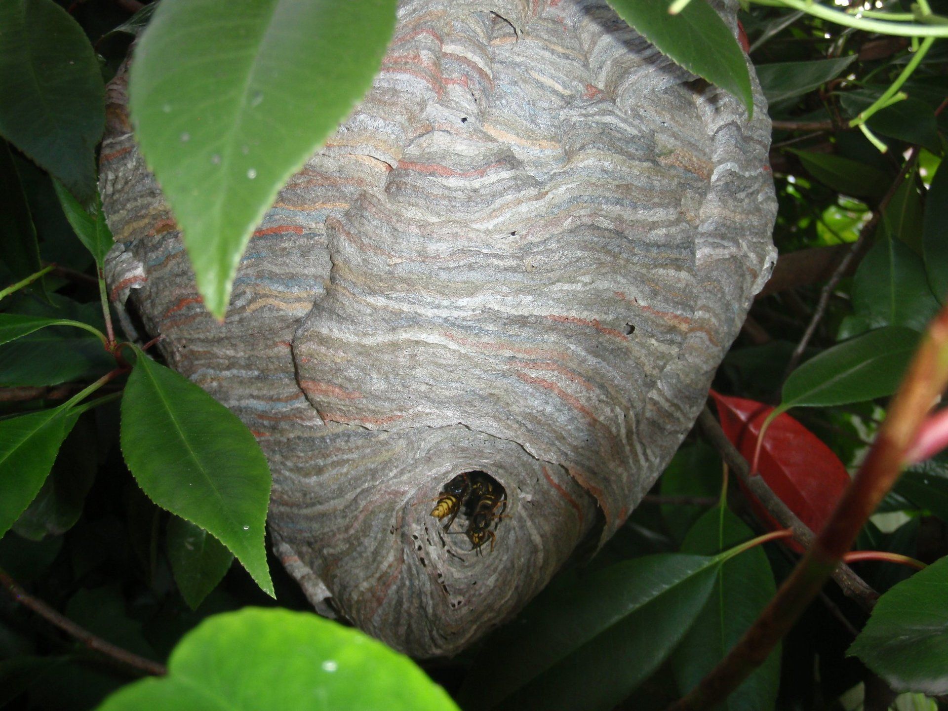 Wasp nest close up