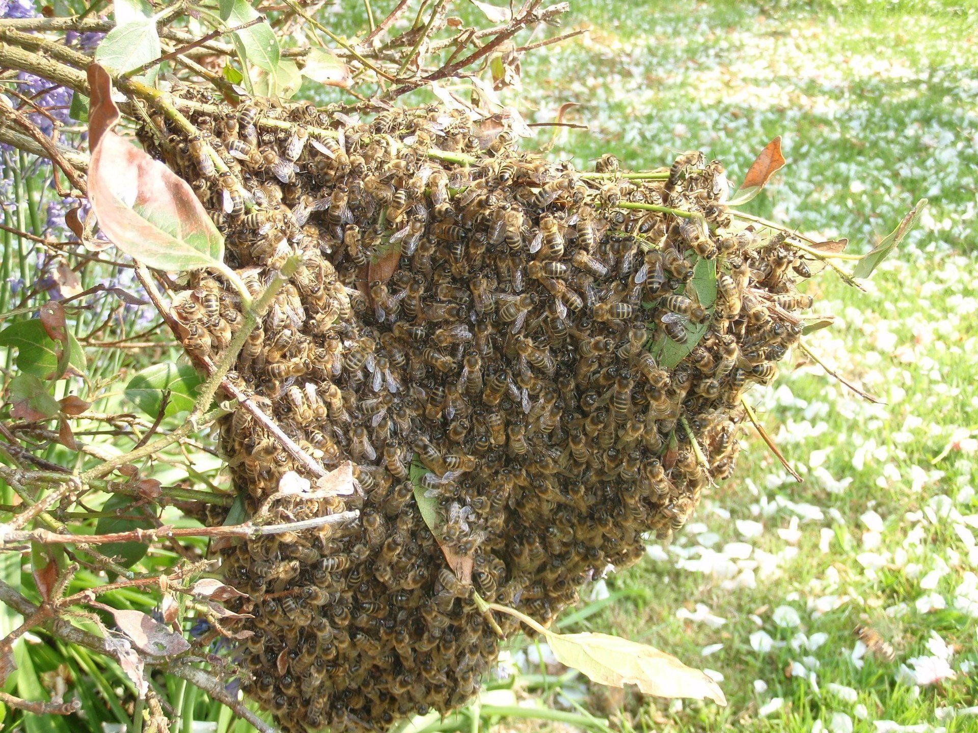 Hanging honeybee swarm