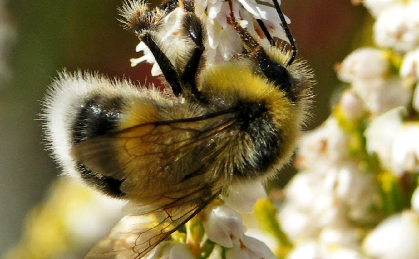 Beautiful bumblebee