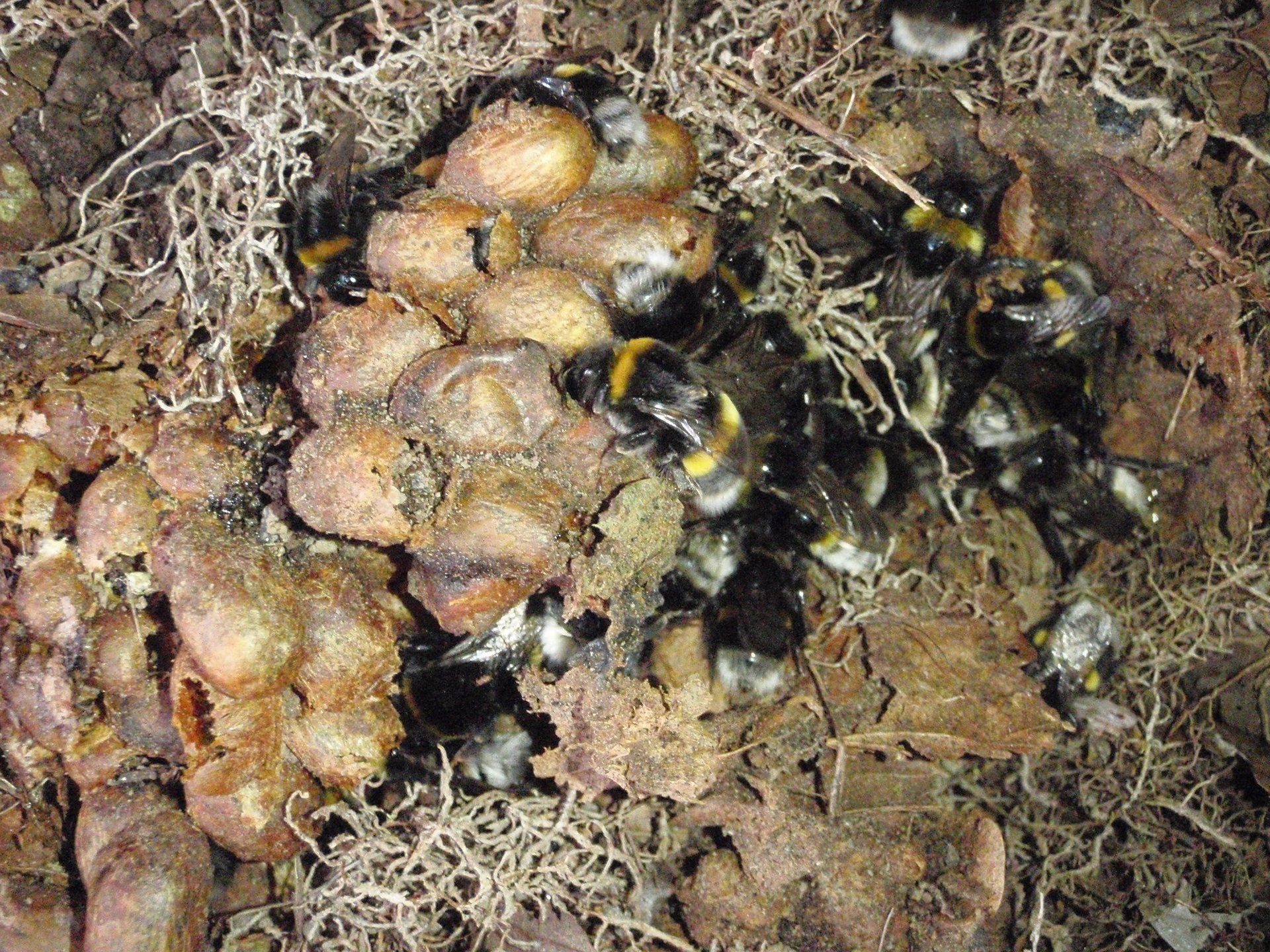 Bumblebee colony