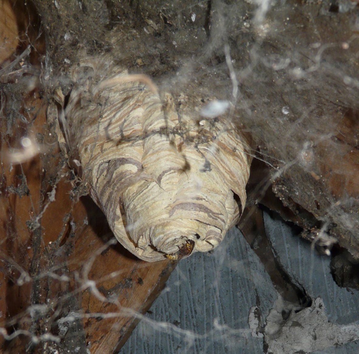 Hornet nest in attic
