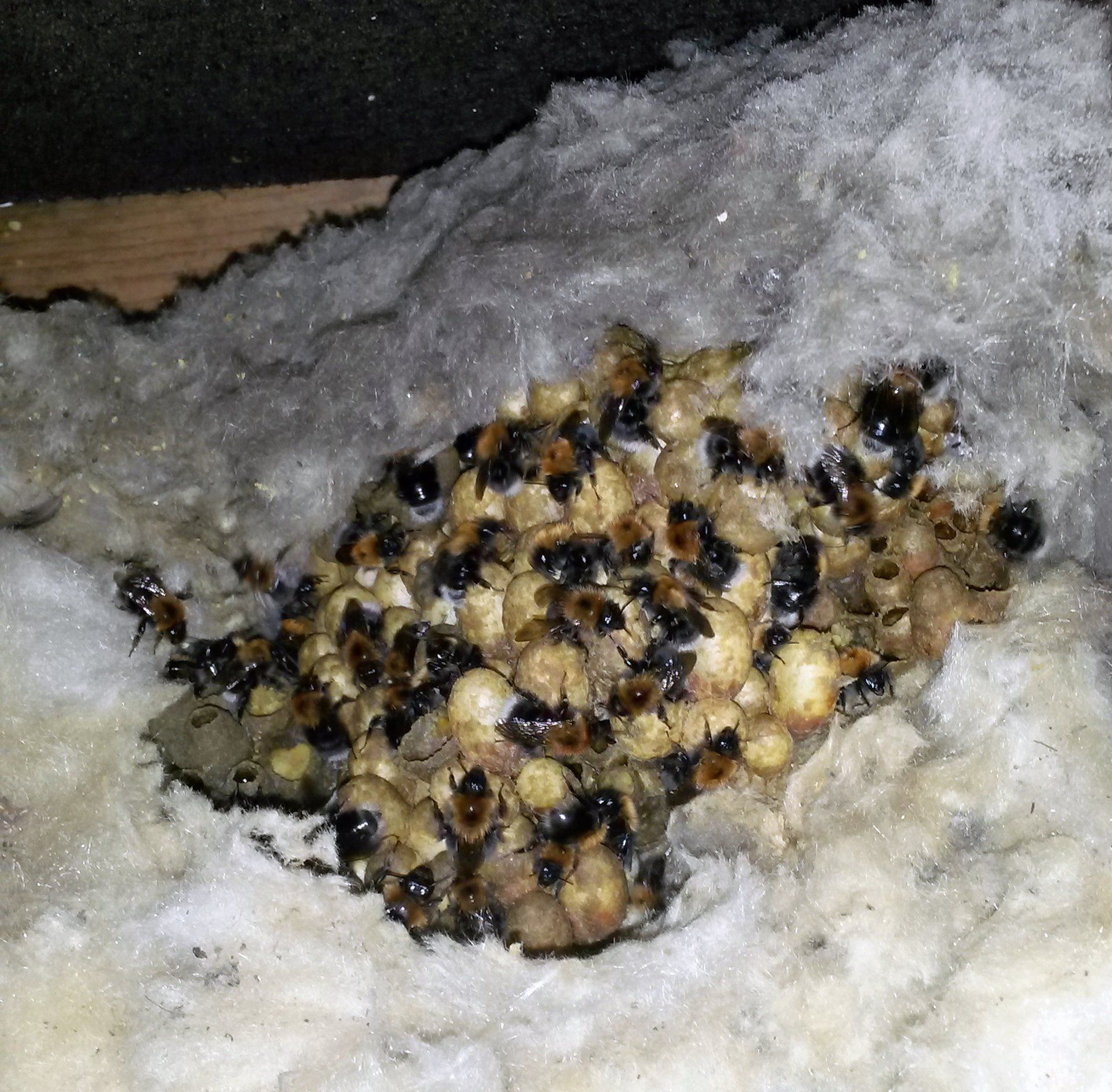 Bumblebees nestled in insulation
