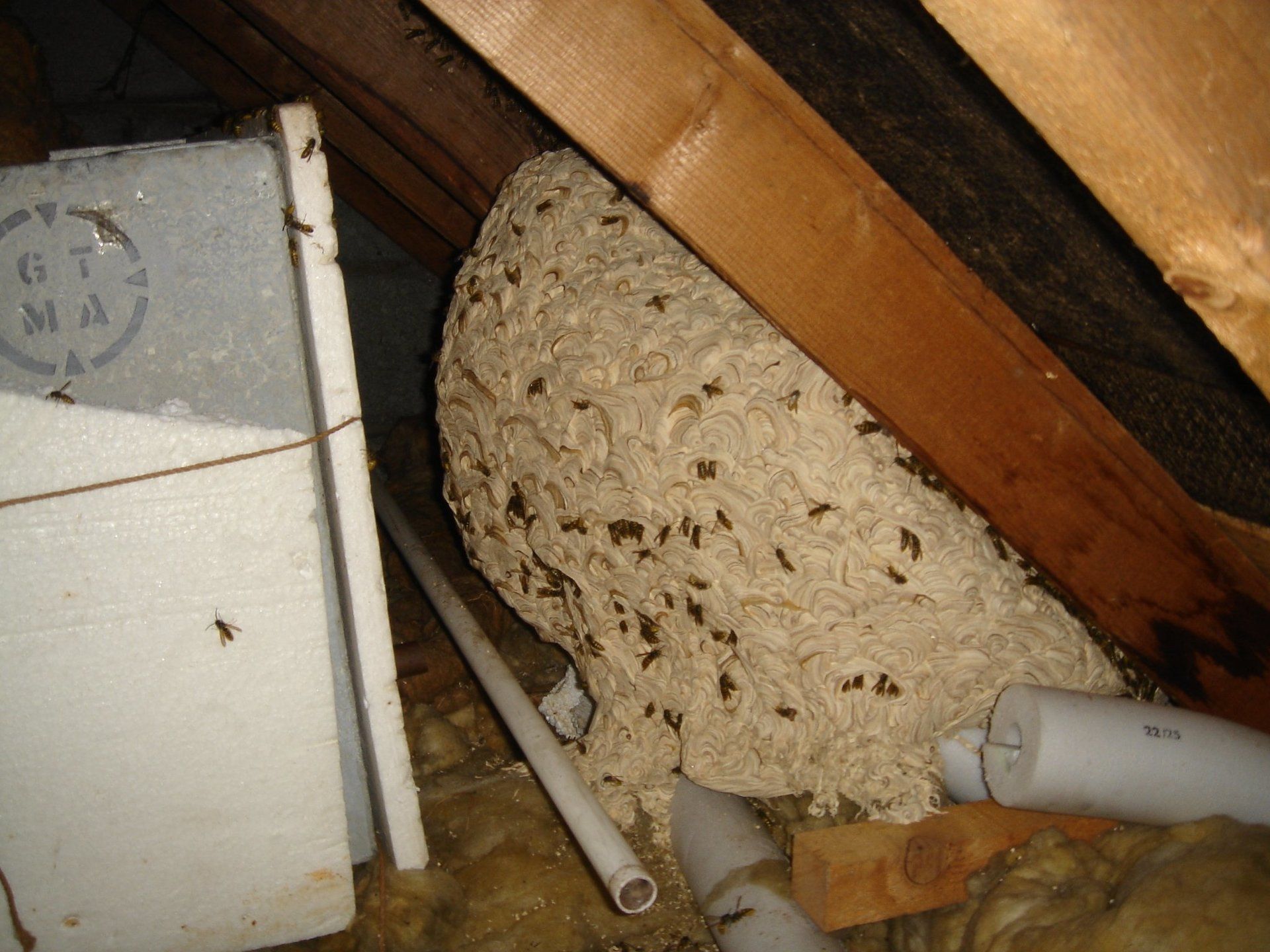 Large wasp nest