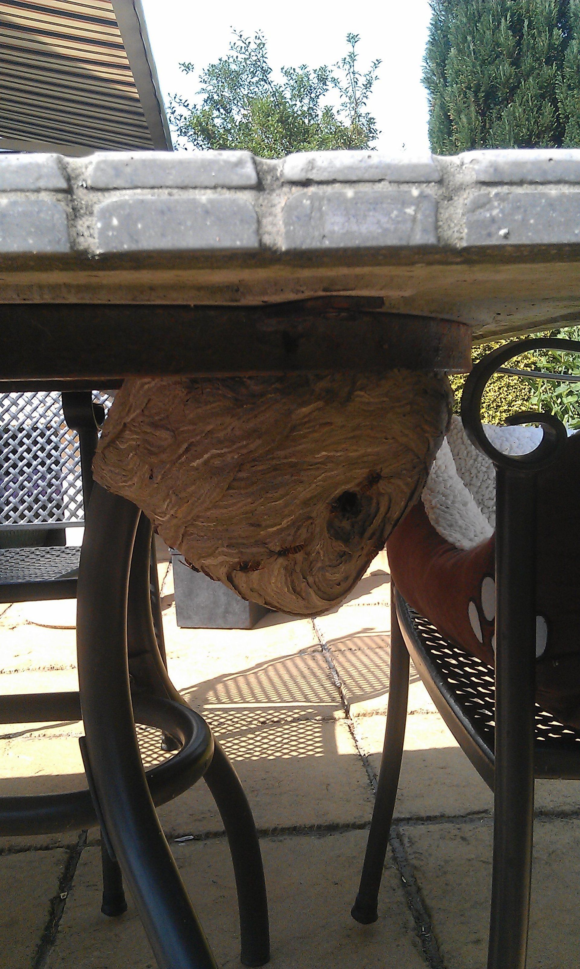 Wasp nest under patio table