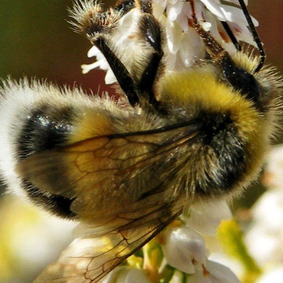 A Bee