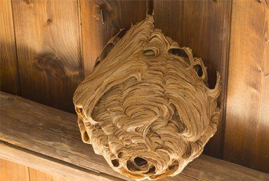 Wasp, bee and hornet control