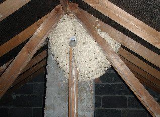wasps and hornets