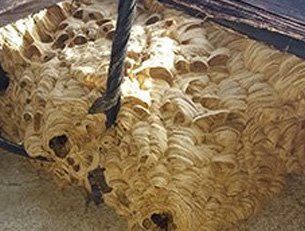 Hornet nest removal