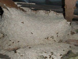 bee control in Pontypool