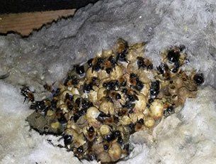 Bees