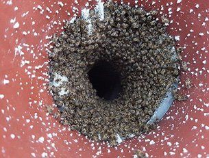Contacting Mr Wasp