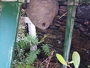 Large nest in Pontypridd garden