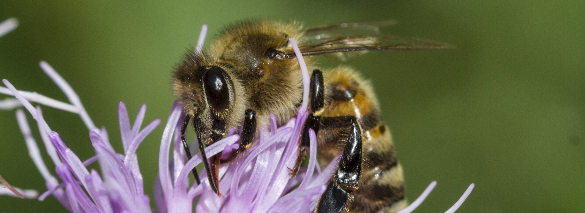 Wasp, bee and hornet control by Mr Wasp