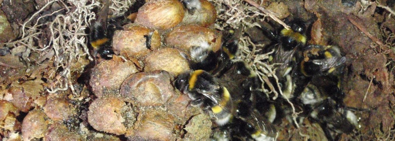 Wasp, bee and hornet control by Mr Wasp
