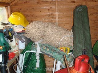 nest removal
