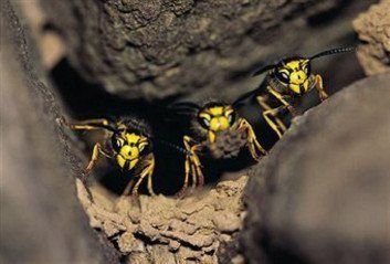Wasp control