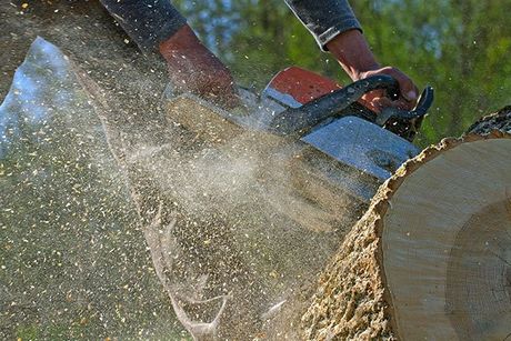 Man Cuts a Fallen Tree — Lake Charles, LA — Daley’s Tree Service Man Cuts a Fallen Tree — Lake Charles, LA — Daley’s Tree Service
