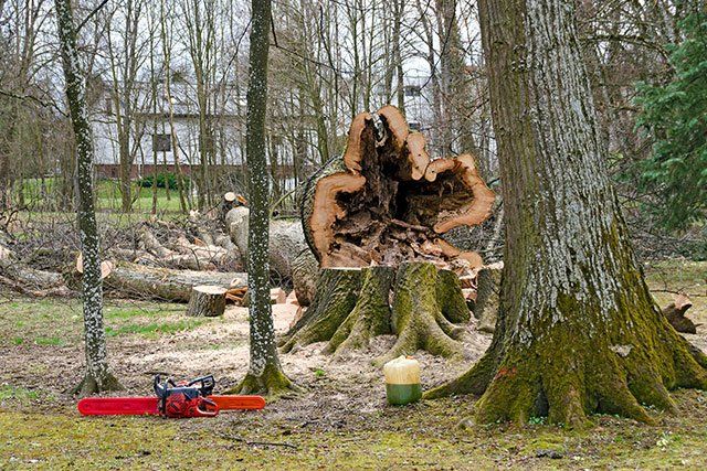 Cut Down Trees — Lake Charles, LA — Daley’s Tree Service Cut Down Trees — Lake Charles, LA — Daley’s Tree Service