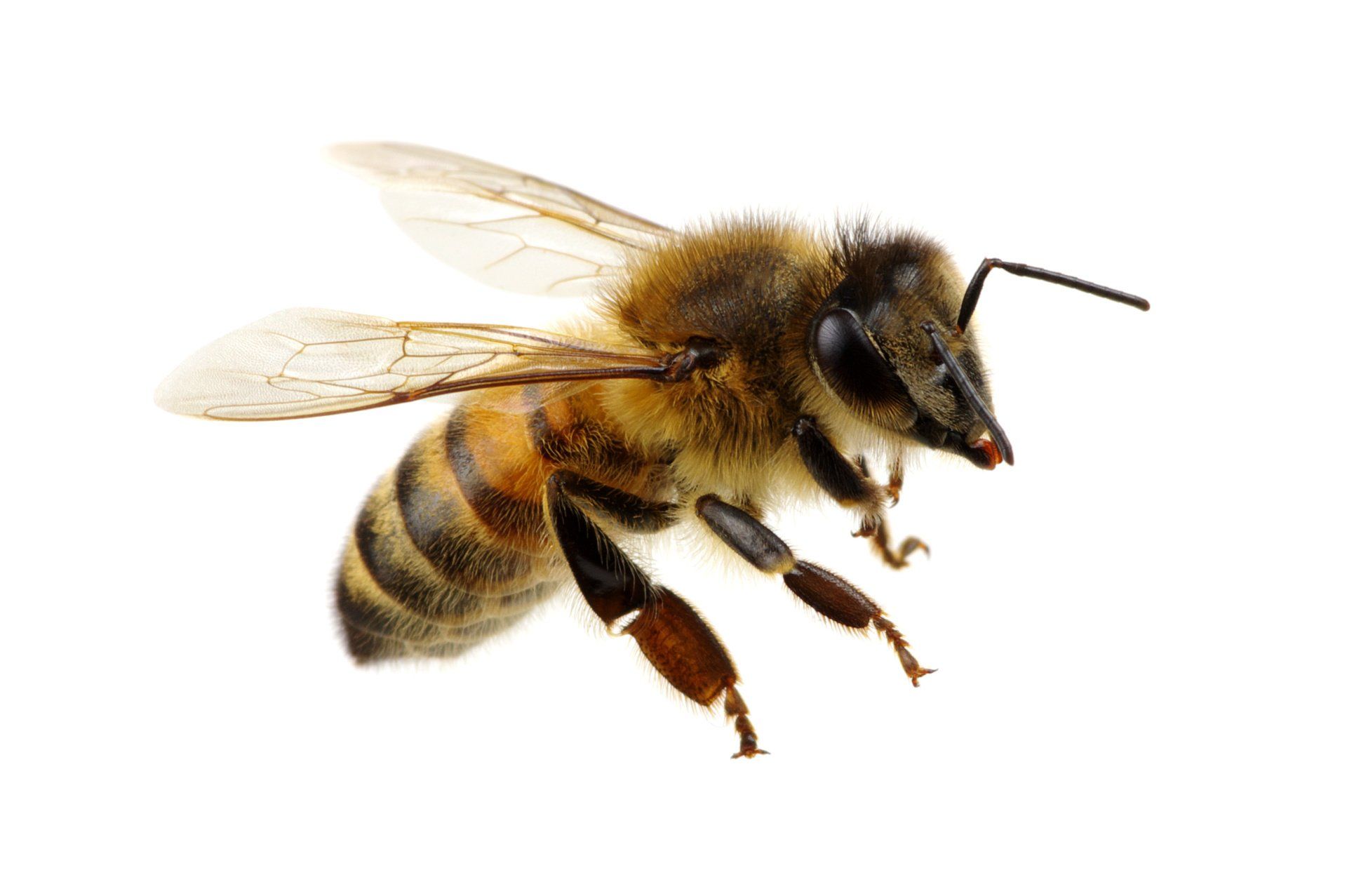 Portland Bee Control