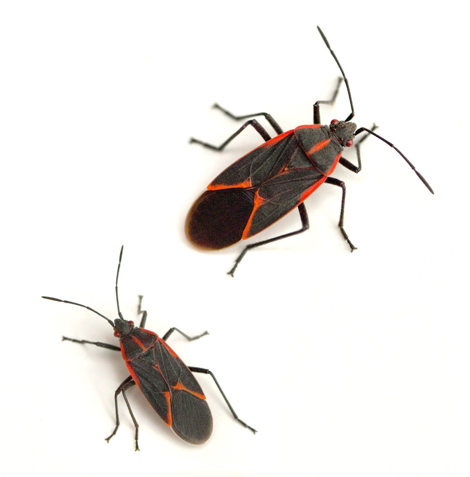 Portland Boxelder Bug Control