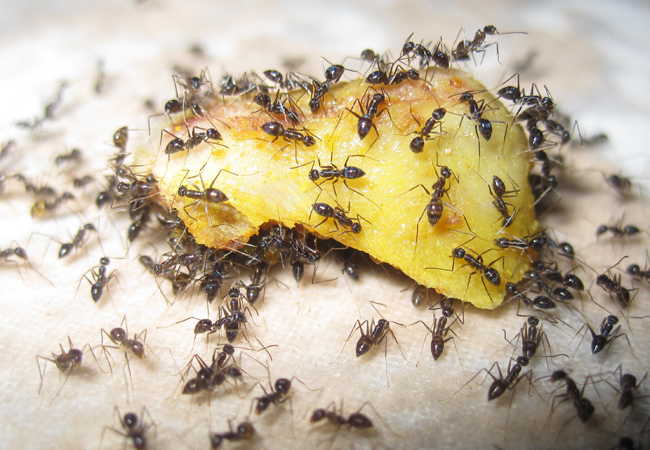 Pest control in Portland