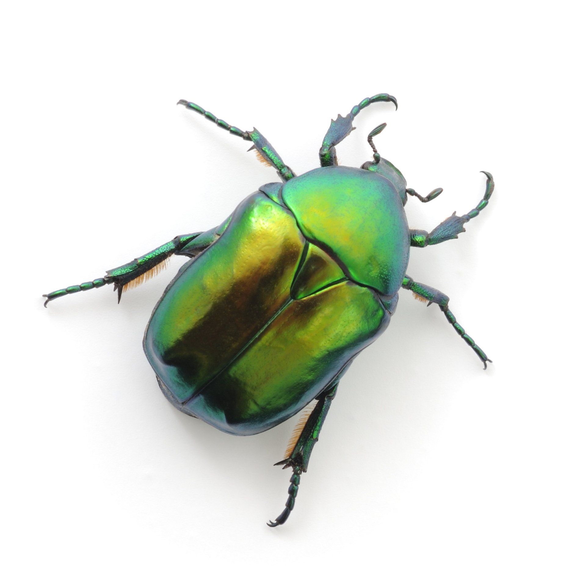 Portland Beetle Control