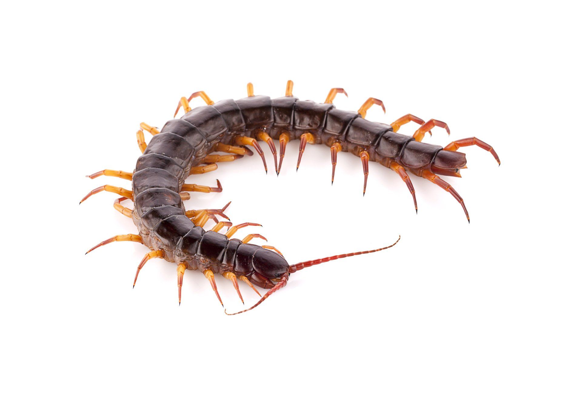 Portland Centipede Control