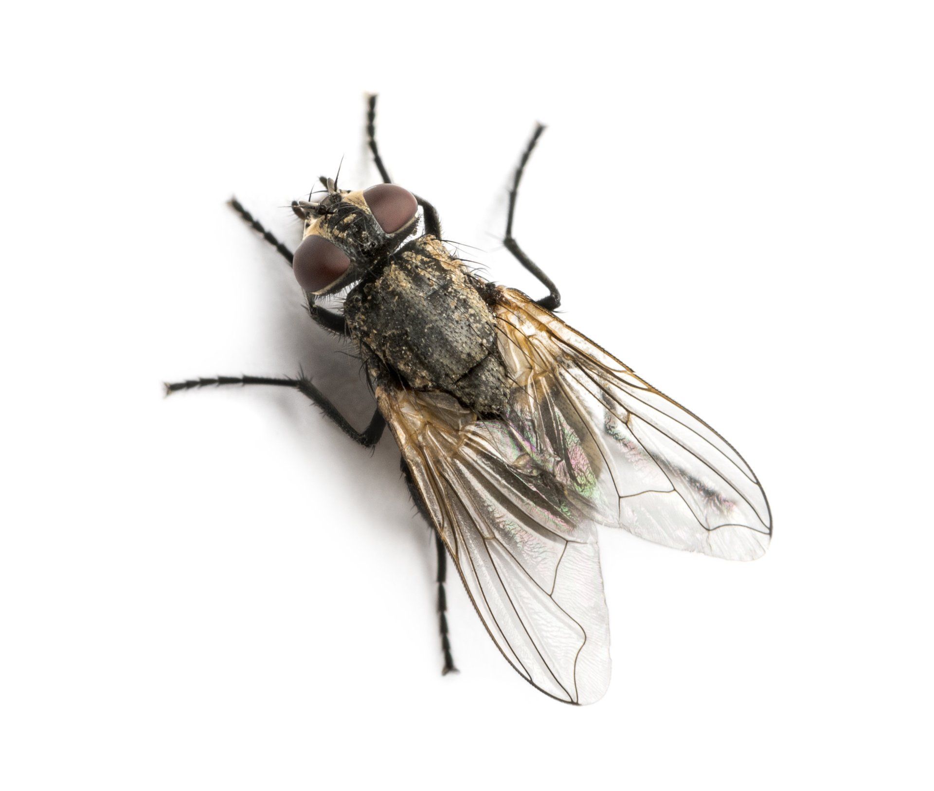 Portland Fly Control
